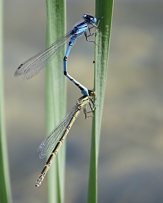 common blue damselflies